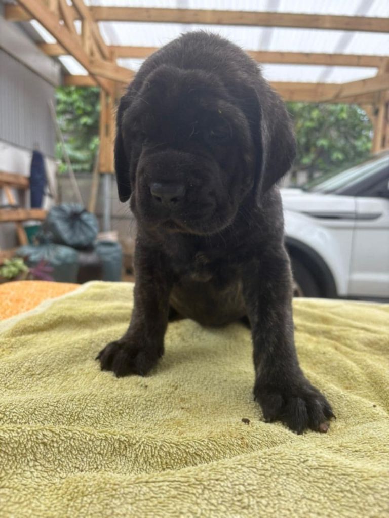 De L'Ile Au Café Bourbon Pointu - Chiots disponibles - Mastiff