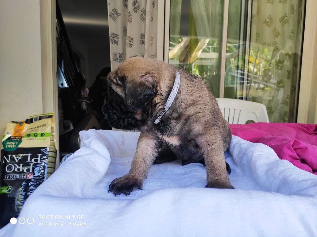 De L'Ile Au Café Bourbon Pointu - Chiots disponibles - Mastiff