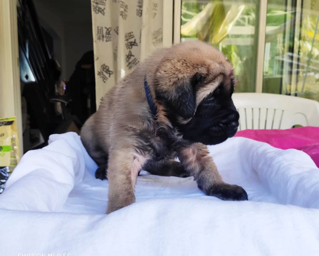 De L'Ile Au Café Bourbon Pointu - Chiots disponibles - Mastiff