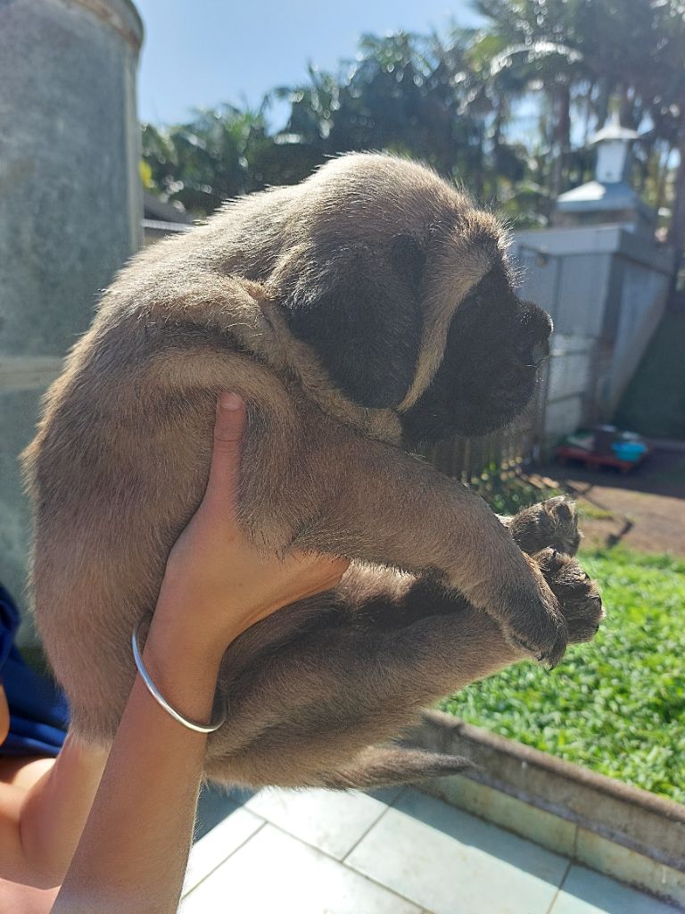 De L'Ile Au Café Bourbon Pointu - Chiots disponibles - Mastiff