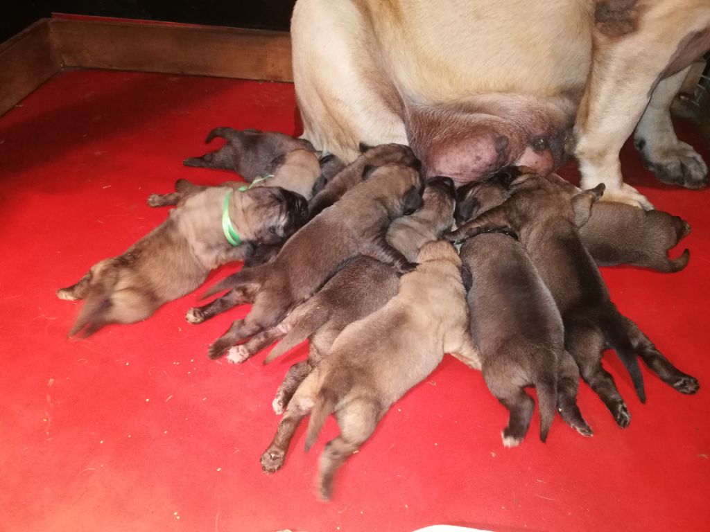 Chiot Mastiff De L'Ile Au Café Bourbon Pointu