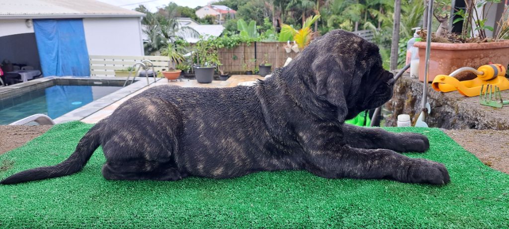 De L'Ile Au Café Bourbon Pointu - Chiots disponibles - Mastiff