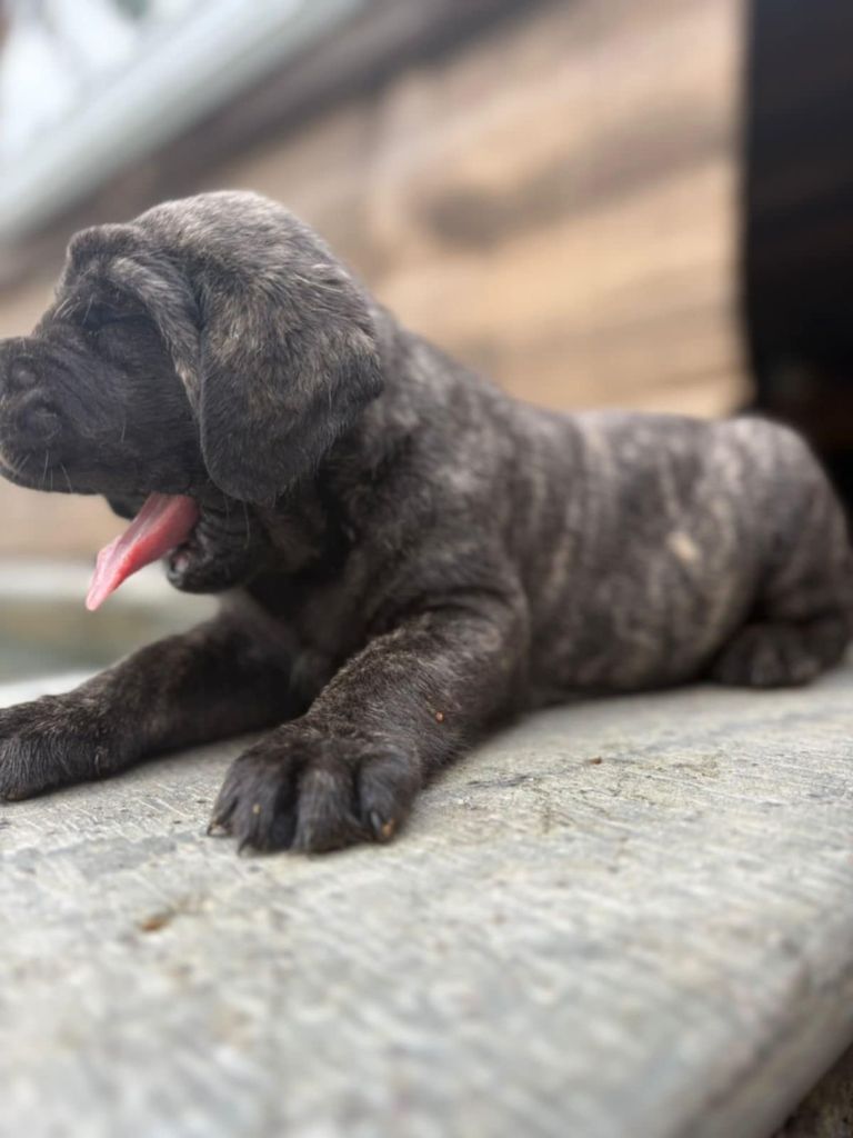 De L'Ile Au Café Bourbon Pointu - Chiots disponibles - Mastiff